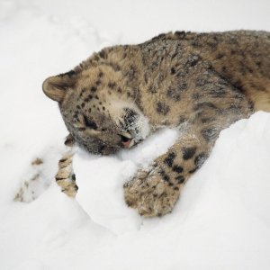 Leopard in Snow\ wallpaper